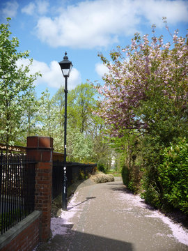 Walkway wth lamp and cherry blossom