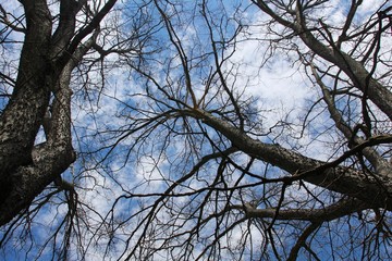 Under the bare tree with the sky and the white clouds.