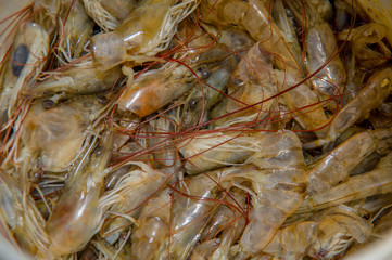 Closeup bucket of fresh shrimp bait for fishing,