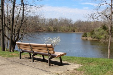 Behind the empty park bench overlooking the lake.