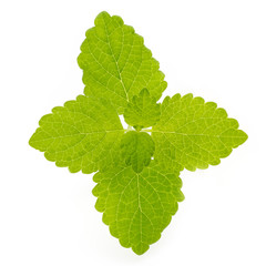 Fresh mint leaves isolated on white background. © gitusik