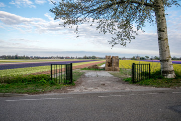 colorful flower field in Netherlands with sky background
