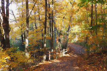 Obraz premium GOLDEN TRAIL IMAGE 168