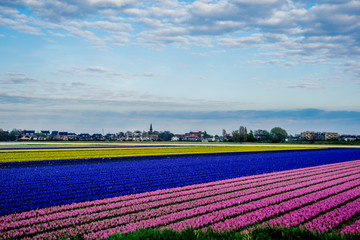 Fototapeta na wymiar colorful flower field in Netherlands with sky background