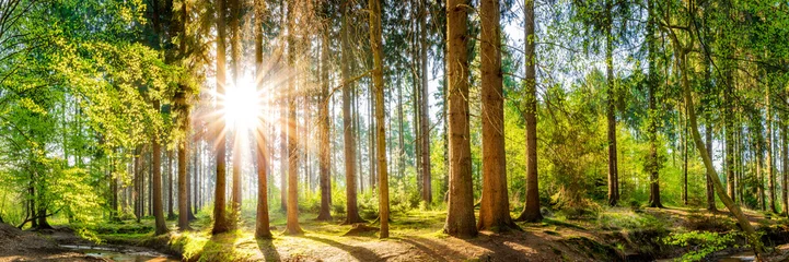 Wald im Frühling, Panorama einer idyllischen Landschaft mit Bäumen und Sonne © Günter Albers