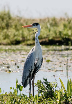 Fototapeta GARZA MORA
