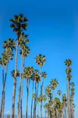 California high palms on the blue sky background - 145818768