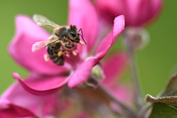 honey bee on flower