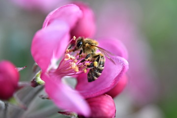 honey bee on flower