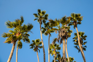 Fototapeta premium California high palms on the blue sky background