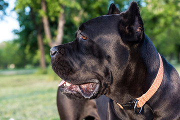 Fototapeta premium Profile viwe of cane corso