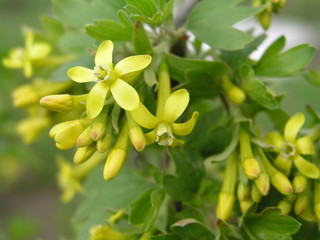 Ribes aureum yellow currant, clove currant, pruterberry and buffalo currant yellow flowers