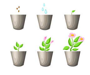 Gardening, planting process concept. How to grow tree from the seed in the garden easy step by step. Vector illustration