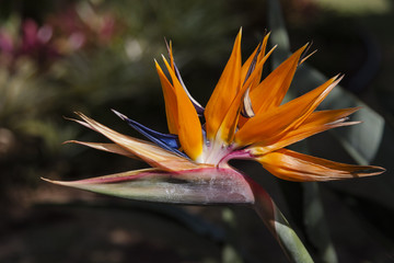 Hawaiian Bird of Paradise