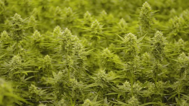 Pull Focus On Cannabis Marijuana Plant Buds Grow Room