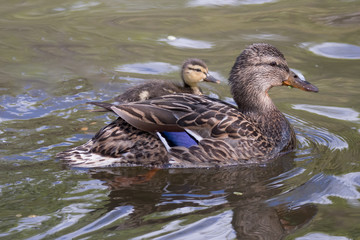 Bird with baby on water