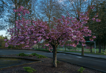 Naklejka premium Flowering Tree