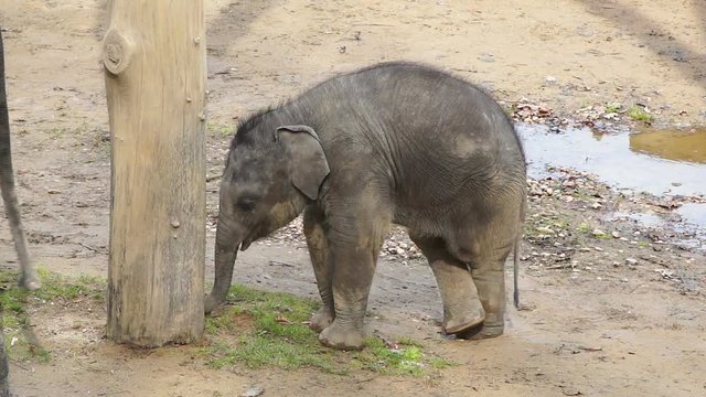 The little elephant digs a hole under a tree to find food, HD 1080p