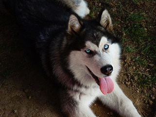 Obraz premium Alaskan Malamute