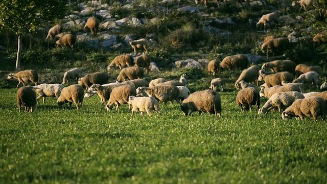 Sheep herd grazing in the meadow in the evening