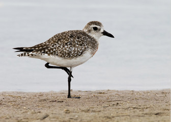 A Black-bellied Plover (Pluvialis squatarola) resting on one leg on a beach near St. Pete Beach, Florida.