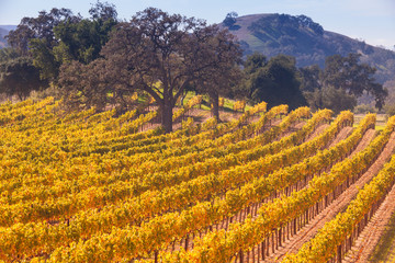 vineyard in fall colors, Santa Ynez Valley, California