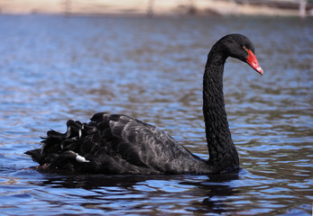 Black swan sweams greasfully at the blue lake close-up