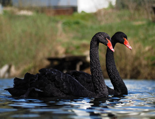 Black swans sweams greasfully at the blue lake side view close-up