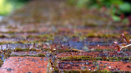 brick moss 2