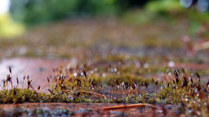 brick moss 1