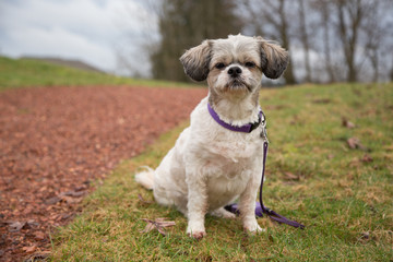 Shih tzu