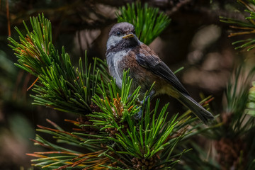 Chestnut-backed Chickadee