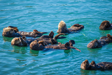 sea otters with pups raft up in the harbor at Moro Bay, California