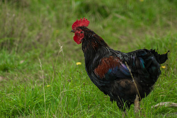 Gallo