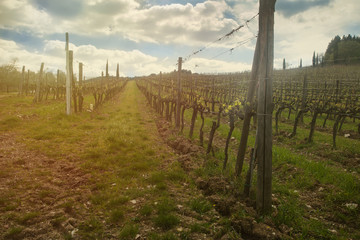 Obraz premium Sunset light on the rural landscape with vineyard