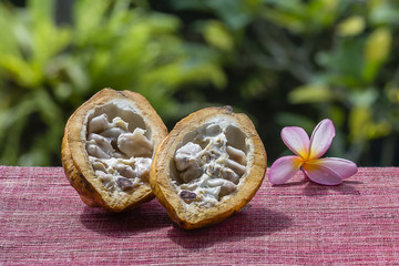 Cocoa bean, cocoa fruit, close up. Island Bali, Indonesia