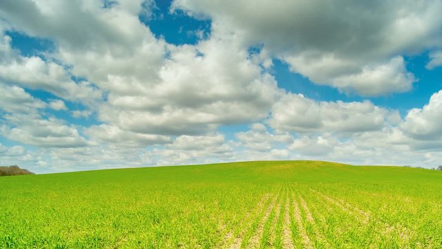 Field of green wheat rows. Sunny weather. Time lapse.