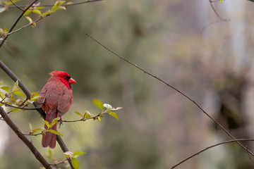 Red is The Color of Spring