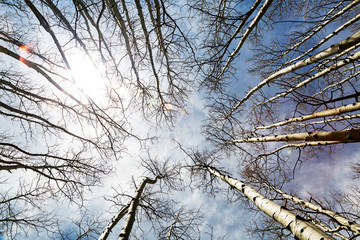 Looking Up on Tall Birch Trees