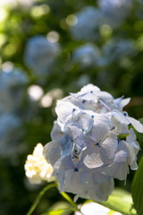 あじさい