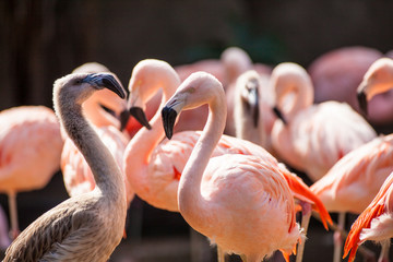 captive Chilean Flamingo