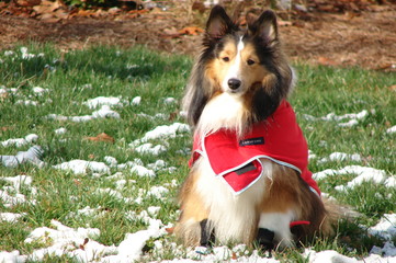 Sheltie