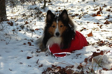 Sheltie