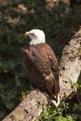 captive Bald Eagle