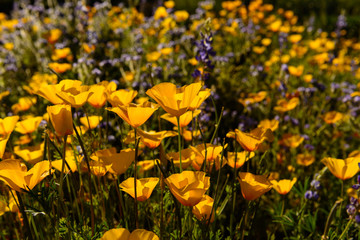 Desert wildflowers 3 © kdannay