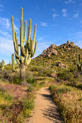 Sonoran Desert 3
