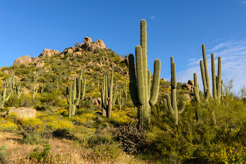 Sonoran Desert