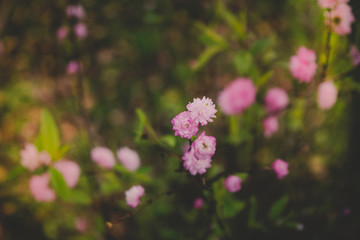 Fototapeta premium Flowers