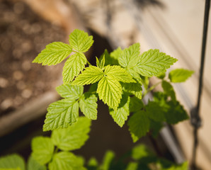 Green leaves of a mint plant or similar foliage.