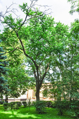 Robinia pseudoacacia, or false acacia, or black locust tree